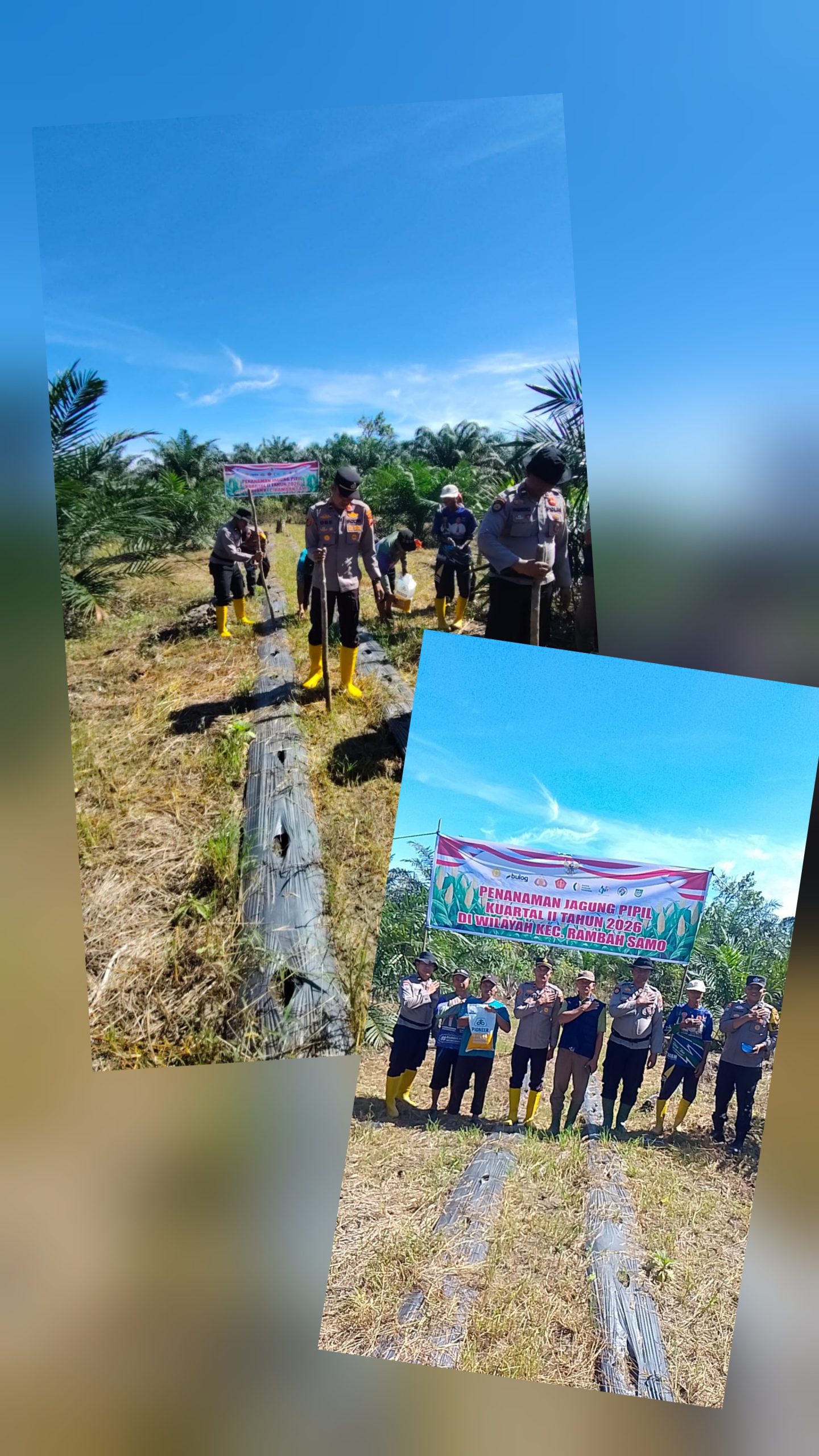 Dekat dan Mesra, Kapolsek Sarlose Mesra Akrab dengan Petani Jagung