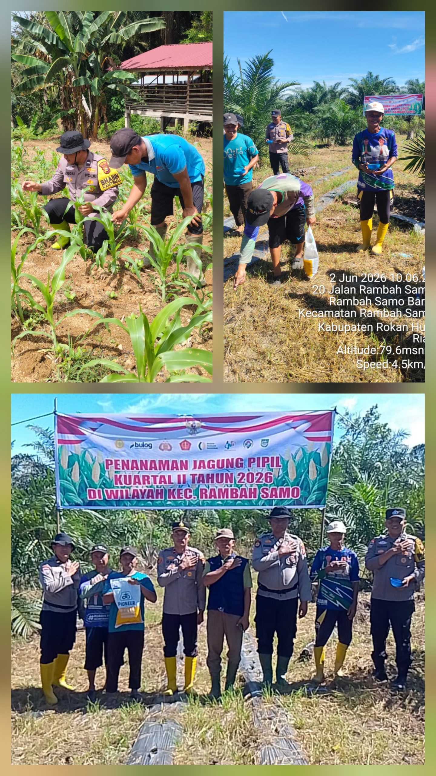 Polsek Rambah Samo Gandeng Petani dan BUMDes untuk Ketahanan Pangan