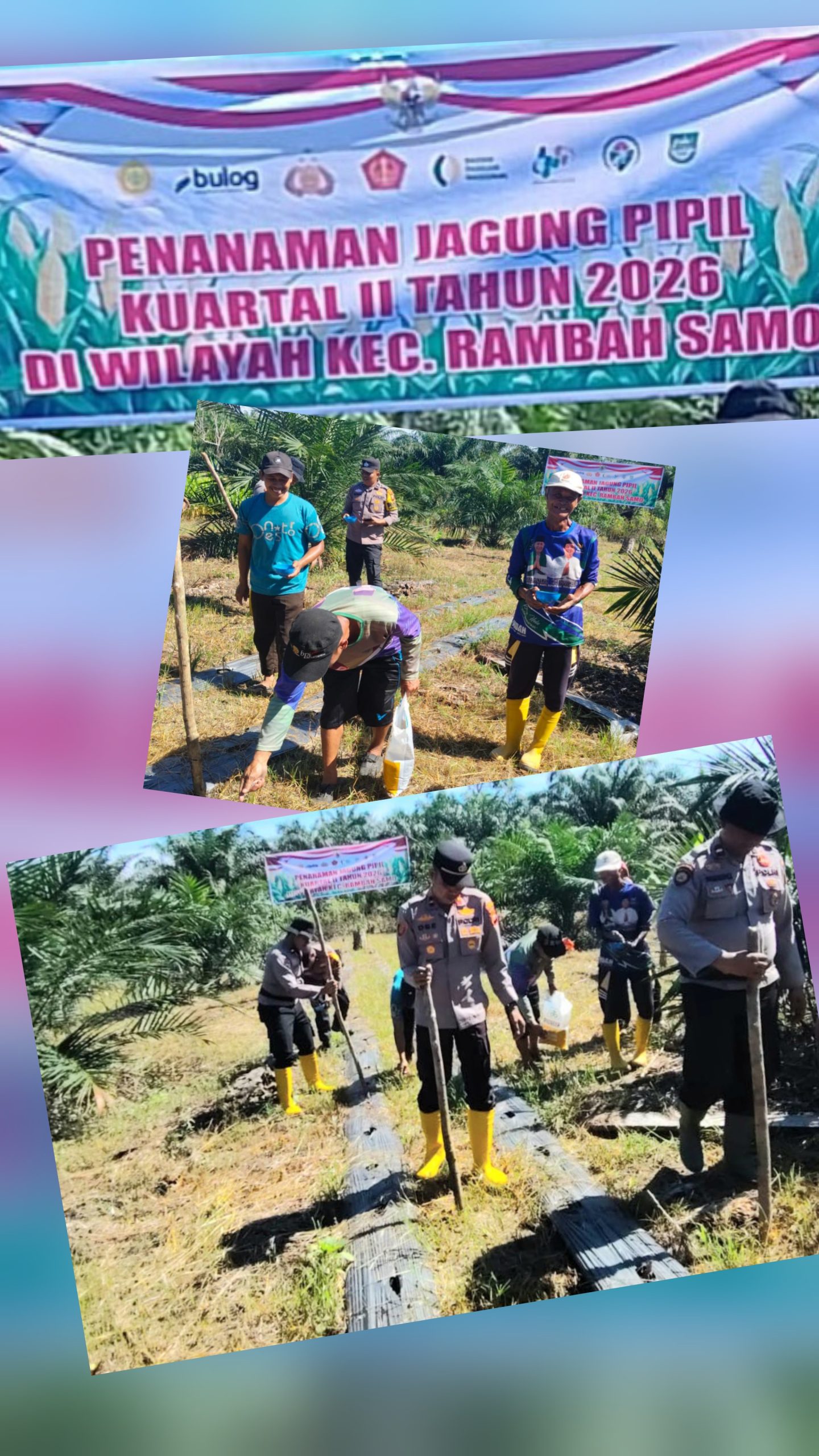 Perkuat Swasembada Pangan Kapolsek Ramso Dampingi Petani Kembangkan Budidaya Jagung Pipil