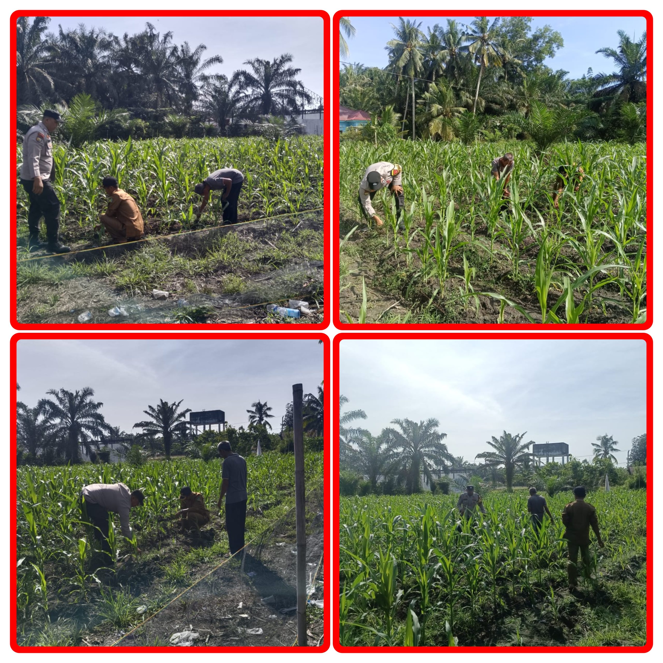 Polri Cinta Petani, Polsek Kunto Darussalam Pantau Pertumbuhan Jagung untuk Ketahanan Pangan