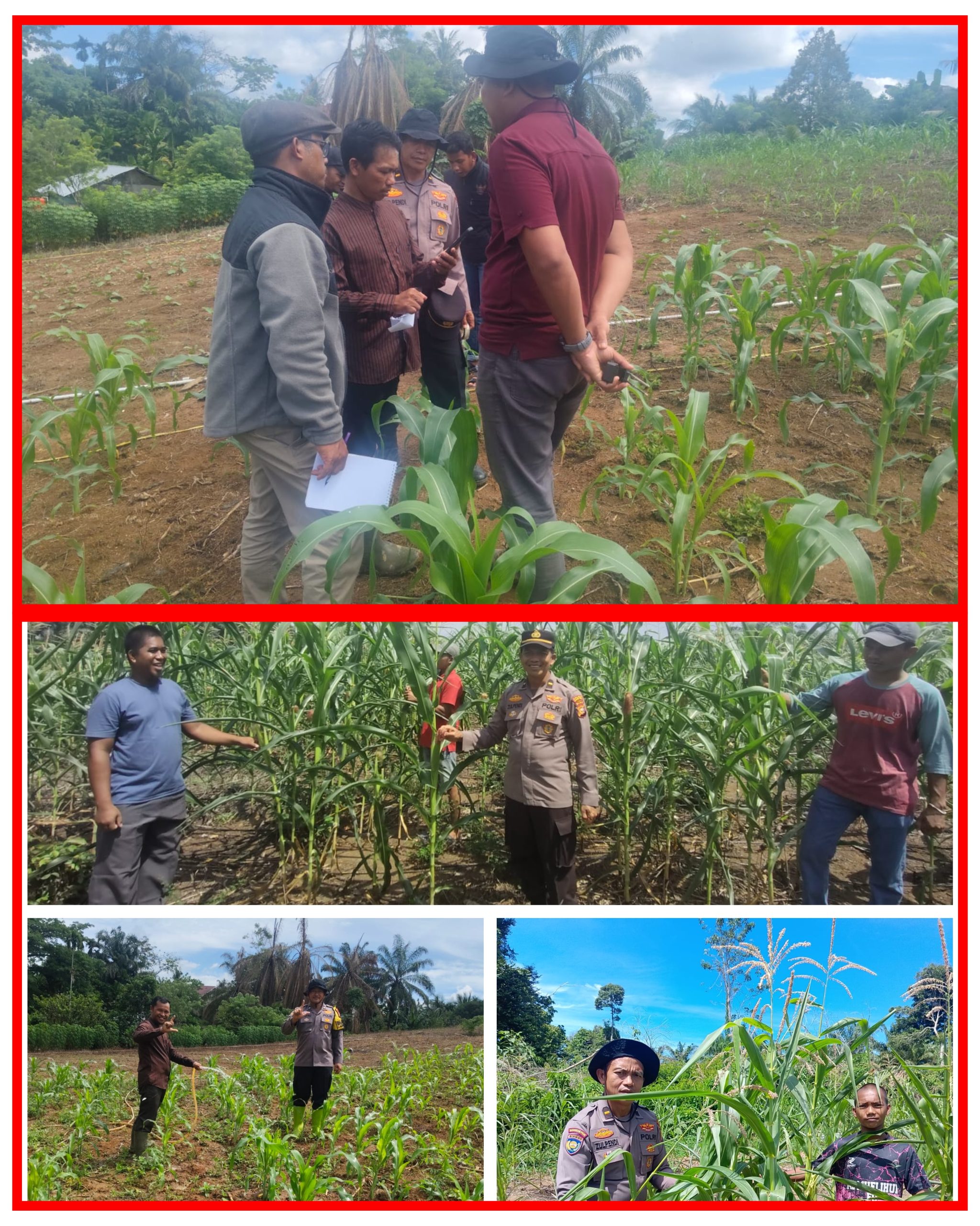 Tenaga Ahli Biro SDM Polda Riau dan Polsek Rambah Samo Cek Kebun Petani Sebagai Bukti Porli Cinta Petani