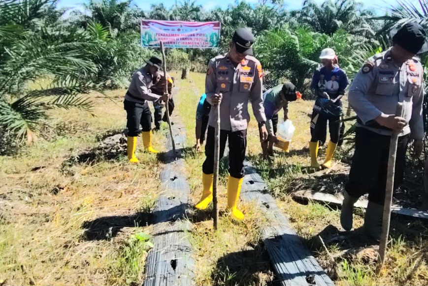 Bukti Cinta dan Sinergi Polsek Rambah Samo Dengan Petani Tak Bisa Diragukan, Menanam Jagung Bersma