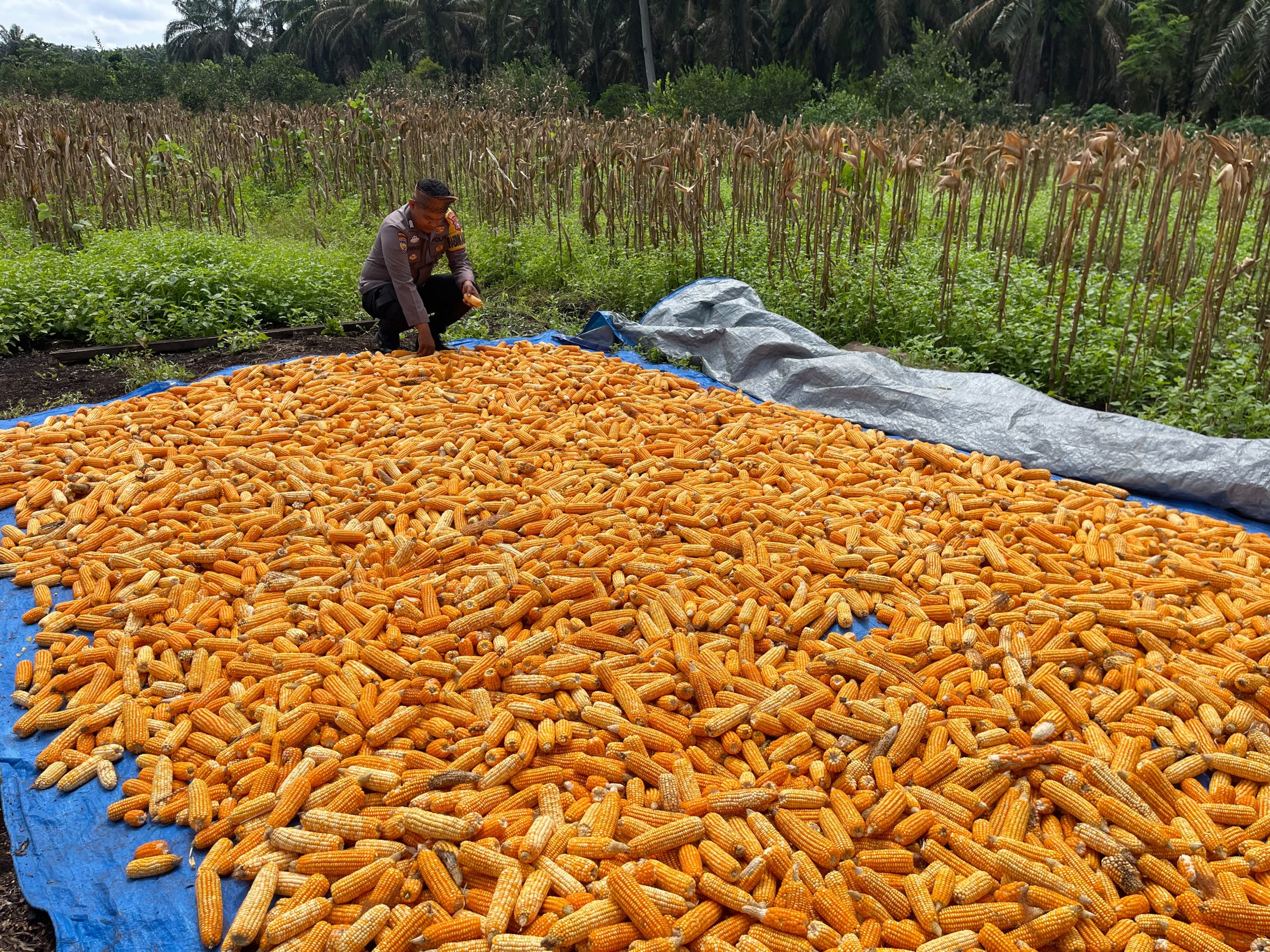 Dukung Swasembada Pangan, Bhabinkamtibmas Bonai Darussalam Pantau Pengeringan Jagung Hasil Panen Raya