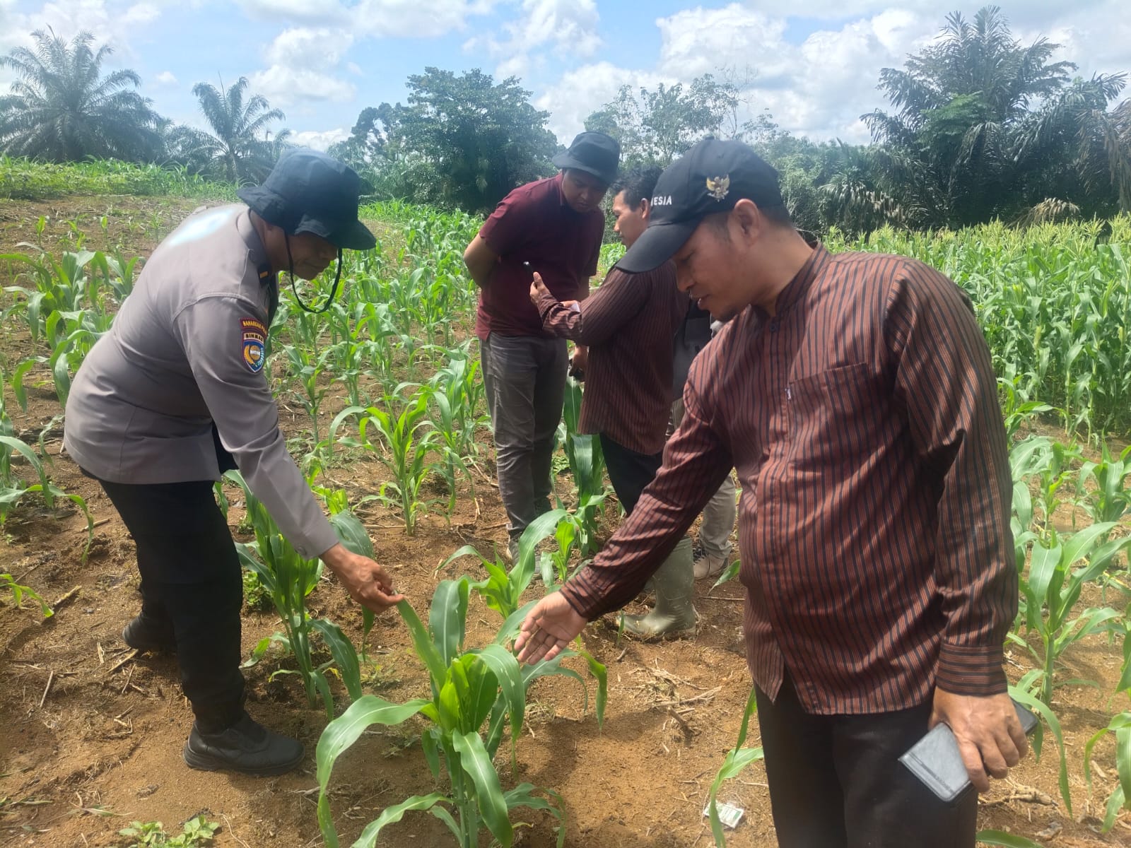 Polsek Rambah Samo Bersama Biro SDM Polda Riau Tinjau Lahan Jagung Demi Wujudkan Swasembada Pangan