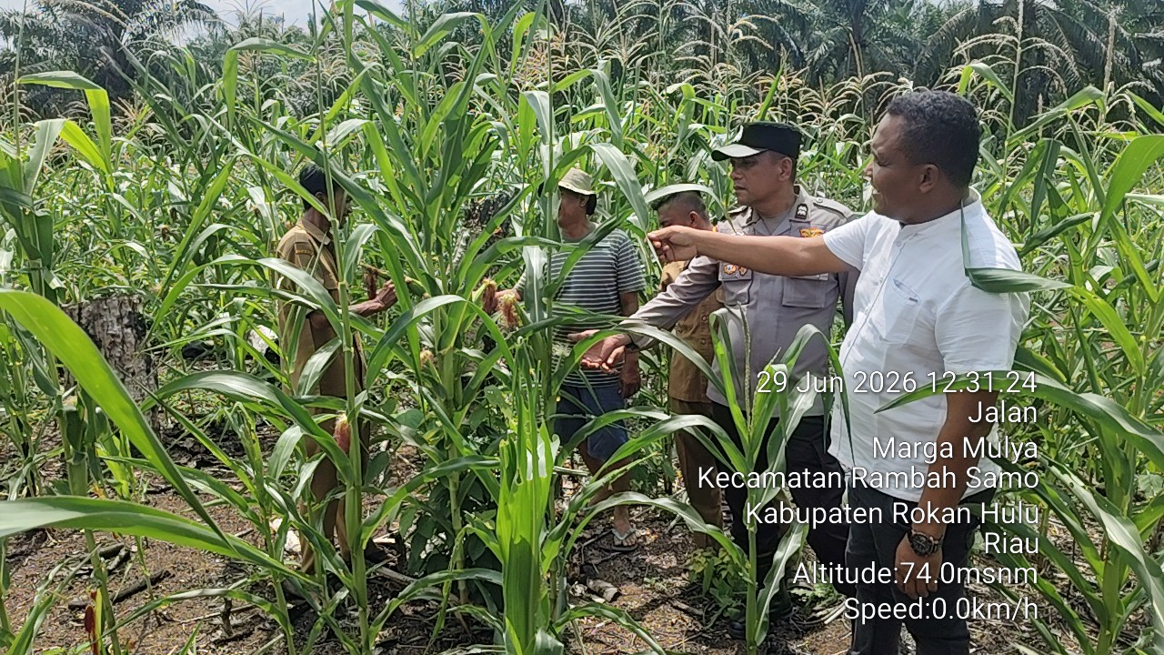 Tak Terbendung, Polsek Rambah Samo Disiplin Cek Jagung Demi Ketahanan Pangan Nasional