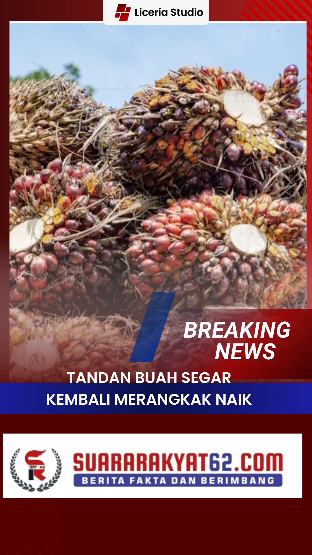 Harga Komoditas Kelapa Sawit Kembali Membaik, Petani Mulai Bernapas Lega